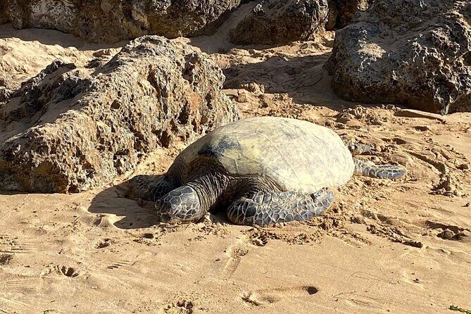 Beaches, Food & Aloha: Private Oahu Tour - Key Things You’ll Appreciate Most