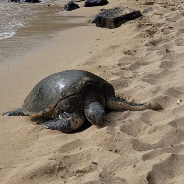 Best of Oahu in One Day - North Shore in full color: beaches, Haleiwa, and a real lunch choice