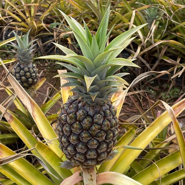 Best of Oahu in One Day - Coffee farm stop: the last stop that actually lingers
