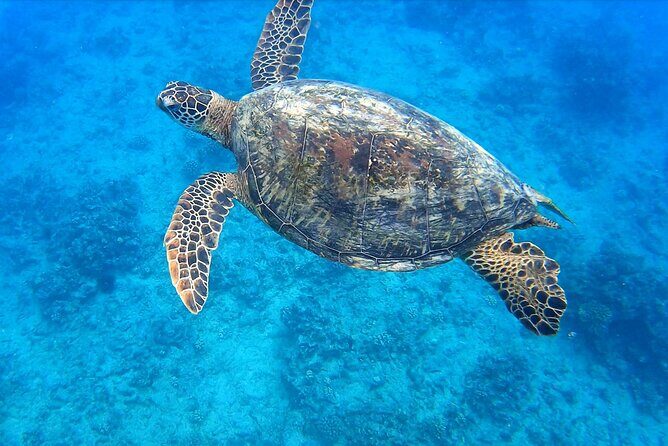 Best Waikiki Snorkel Tour: Guaranteed Turtles at Turtle Canyon - Key highlights to know before you go