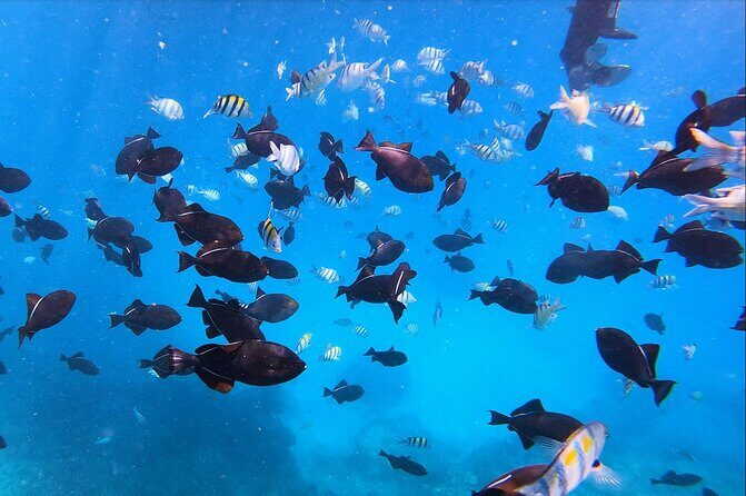 Best Waikiki Snorkel Tour: Guaranteed Turtles at Turtle Canyon - Turtle Canyon snorkeling: what you’re paying for besides the turtles