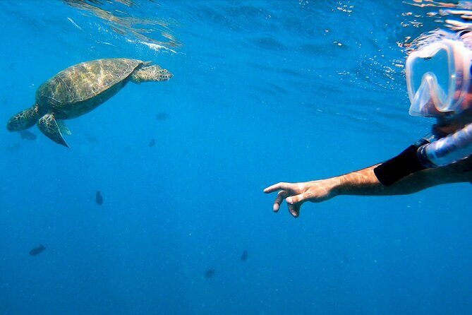 Best Waikiki Snorkel Tour: Guaranteed Turtles at Turtle Canyon - Gear, lifeguard, and hands-on coaching: safety that feels real