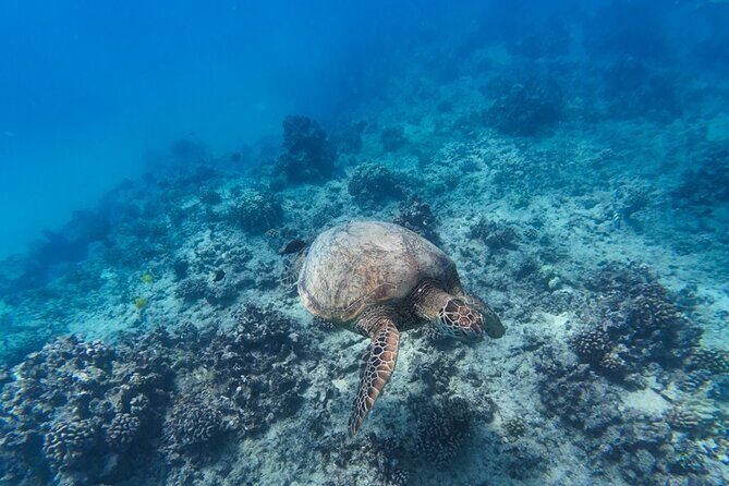 Best Waikiki Snorkel Tour: Guaranteed Turtles at Turtle Canyon - Ocean conditions check: currents, cloudy water, and motion sickness