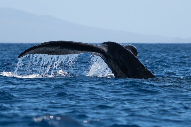 Best Waikiki Whale Watching in Honolulu: Whales Guaranteed - Key highlights before you go