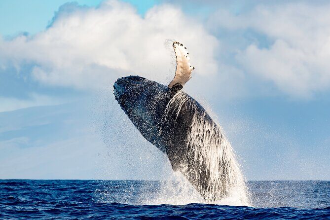 Best Waikiki Whale Watching in Honolulu: Whales Guaranteed - Waikiki Whale Watching From a Trimaran With Room to Move