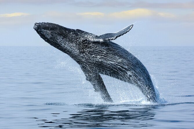 Best Waikiki Whale Watching in Honolulu: Whales Guaranteed - BYOB on Board: What to Bring for Comfort (and What’s Provided)