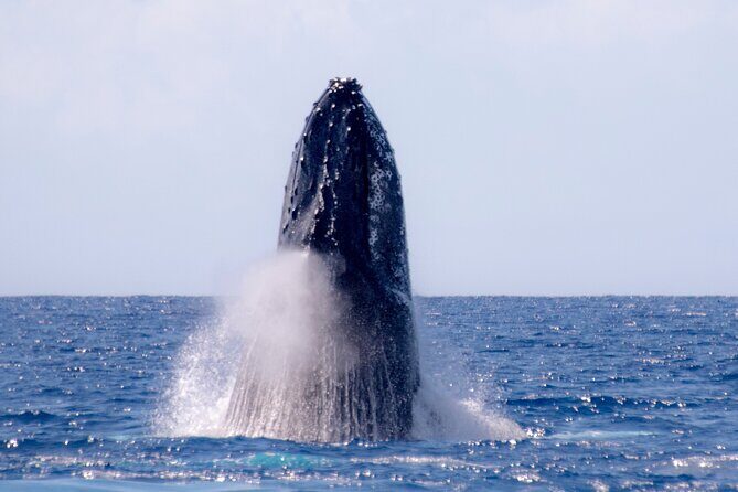Best Waikiki Whale Watching in Honolulu: Whales Guaranteed - The Whale Guarantee: How It Works When Nature Goes Its Own Way