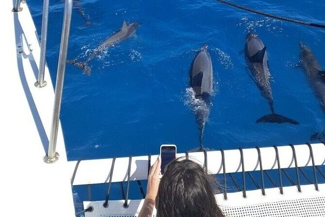 Best Waikiki Whale Watching in Honolulu: Whales Guaranteed - Should You Book Three Tiki Sailing’s Whale Watch?
