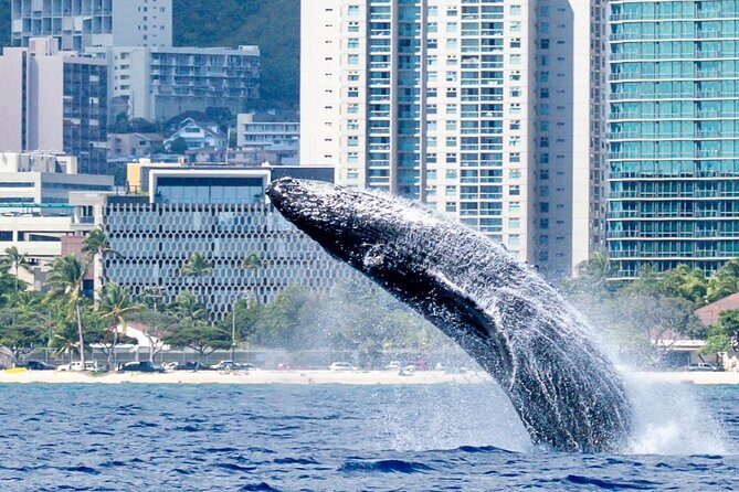 Best Waikiki Whale Watching in Honolulu: Whales Guaranteed - FAQ