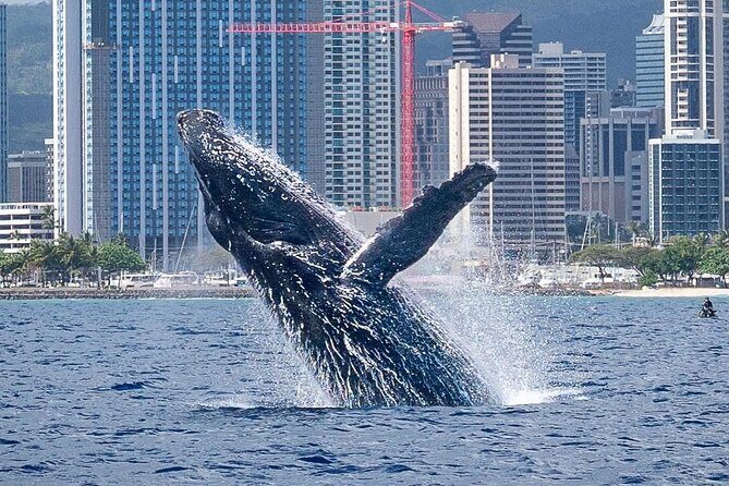 Best Waikiki Whale Watching in Honolulu: Whales Guaranteed - Front Loungers, Smooth Sailing, and Photo Tips That Matter