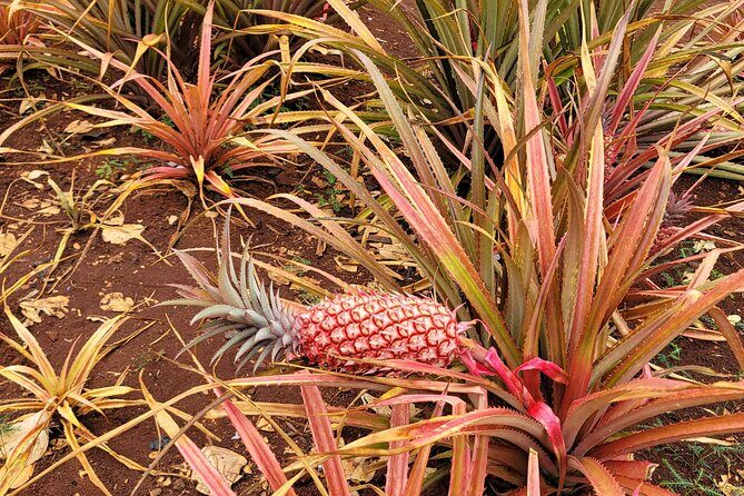 Byodo Temple and Waimea Botanical Garden Tour - Tropical Farms Macadamia Stop: Simple Souvenir Time With Restrooms
