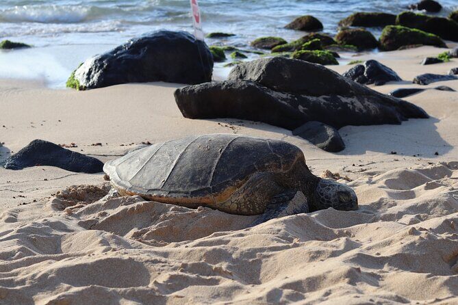 Circle Island Tour with Snorkeling & Turtles - Key highlights to know before you go