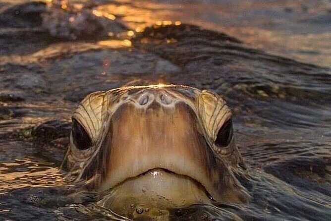 Circle Island tours - swim with turtles,Private & Small Group Tours - The “Circle Island” rhythm that actually works