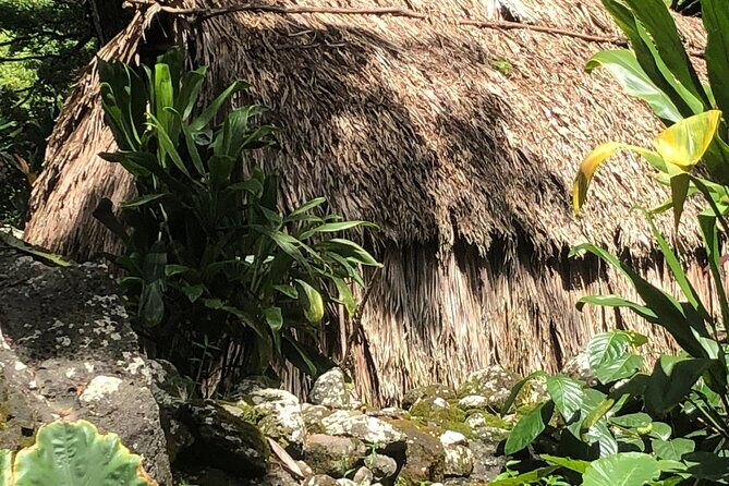 Circle Island tours - swim with turtles,Private & Small Group Tours - South and East Oahu: beaches, viewpoints, and the “why” behind the stops