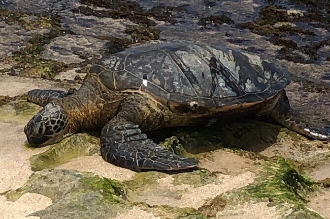 Circle Island tours - swim with turtles,Private & Small Group Tours - North Shore wildlife spotting: turtles and monk seals, safely