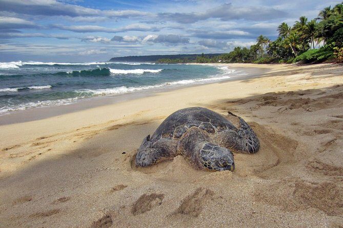 Custom Island Tour - for 4 to 5 people - up to 8 hours - Private tour of Oahu - Pick-up and timing: where the day starts near Waikiki