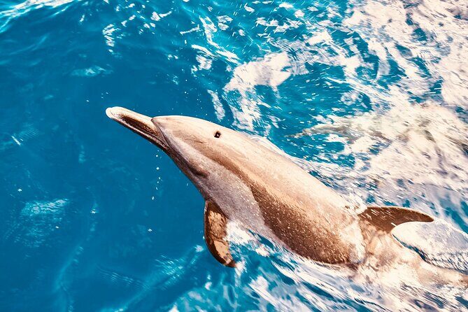 Dolphin Watching and Snorkeling on the West Coast of Oahu - Key points I’d mark on your mental map