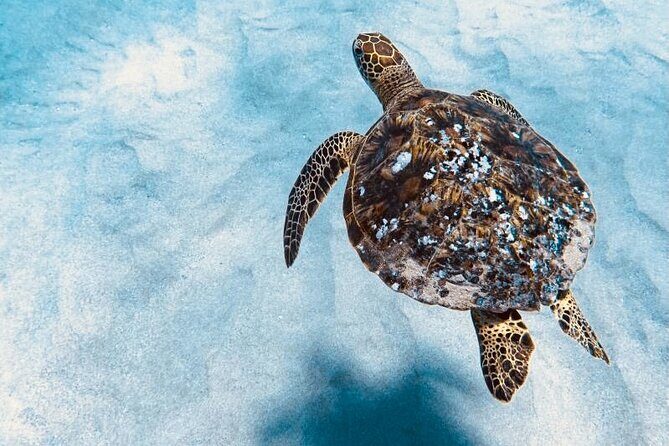 Dolphin Watching and Snorkeling on the West Coast of Oahu - West Oahu: where dolphin watching and snorkeling actually mix well