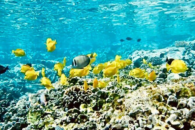 Dolphin Watching and Snorkeling on the West Coast of Oahu - Snorkeling: beginner-friendly gear and the Turtle Rock factor