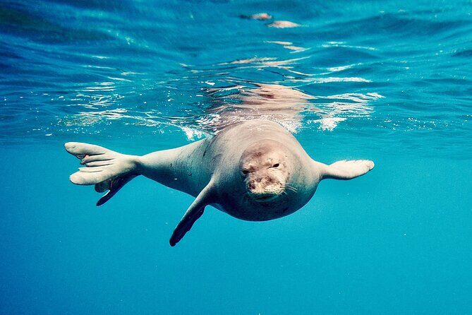 Dolphin Watching and Snorkeling on the West Coast of Oahu - Food and extras: the value is in what’s included