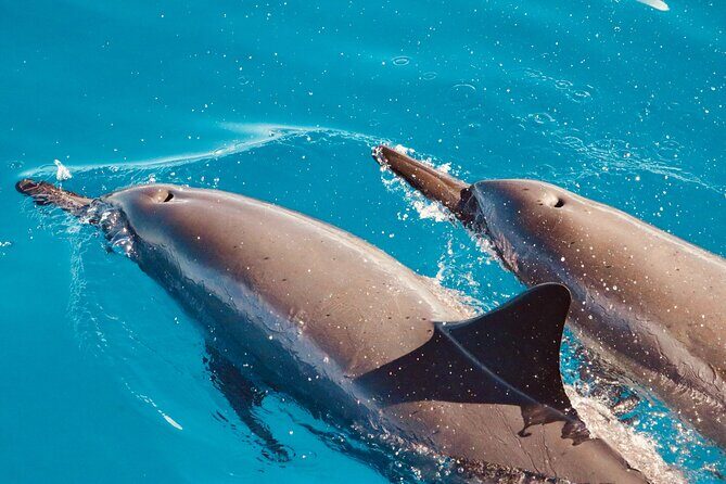 Dolphin Watching and Snorkeling on the West Coast of Oahu - The catamaran ride: stable on paper, still respect the ocean