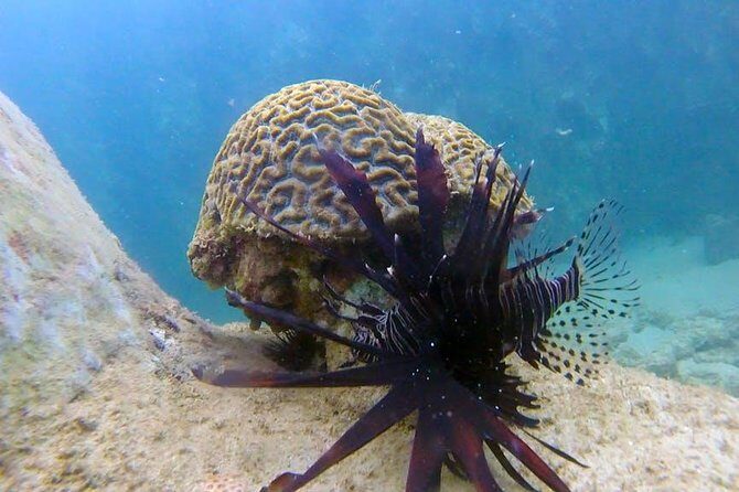 First-Time Scuba Diving in Honolulu + Free Videos - Who Should Book This Honolulu Session (and Who Should Skip It)?