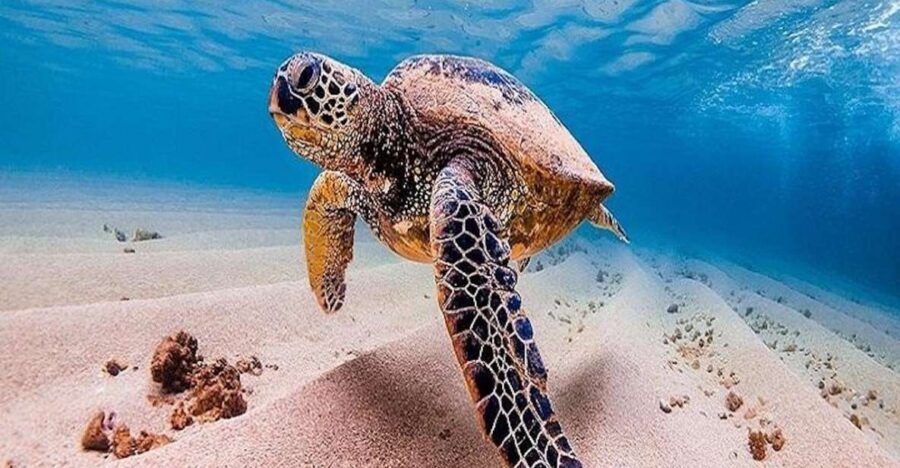 From Waikiki: Oahu Grand Circle Island Experience - Puaʻena Point Beach Park: snorkeling, swimming, and optional SUP or kayak