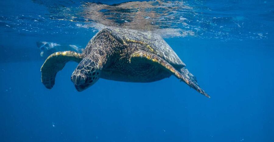 From Waikiki: Turtle Canyon Snorkeling Tour - Key points at a glance