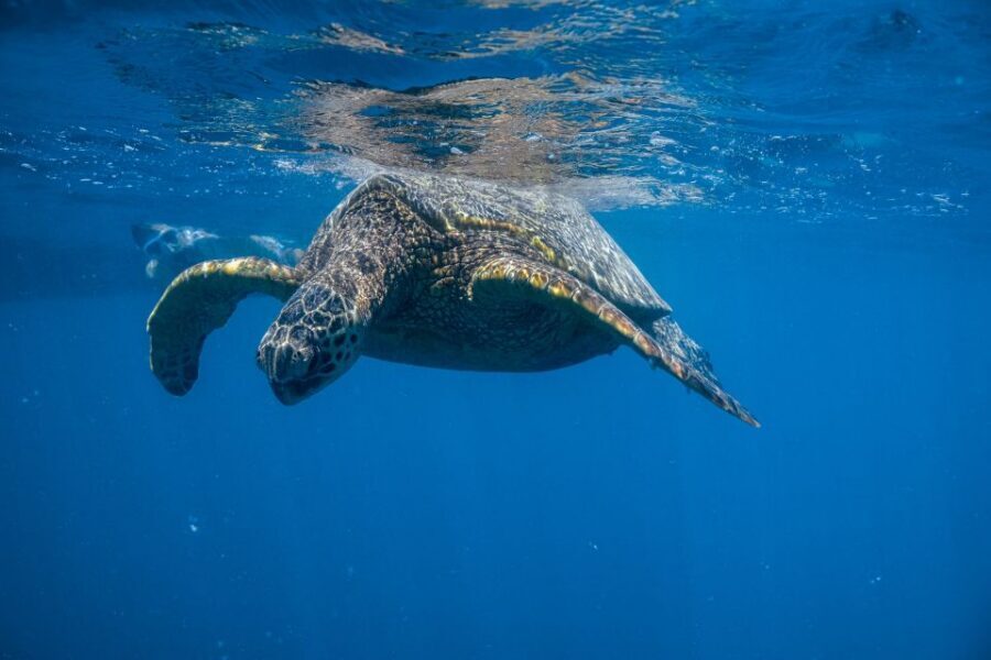 From Waikiki: Turtle Canyon Snorkeling Tour - What the in-water guides actually do for you