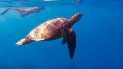 From Waikiki: Turtle Canyon Snorkeling Tour - The turtles-guaranteed promise (and how they make it feel real)
