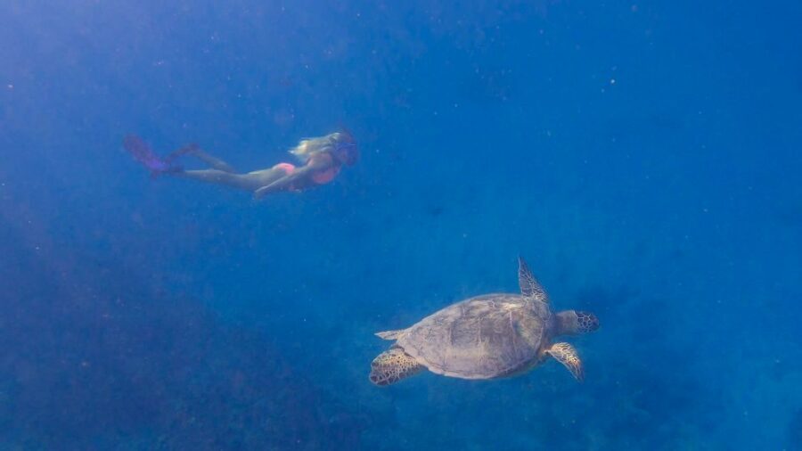 From Waikiki: Turtle Canyon Snorkeling Tour - Gear, flotation, and why it affects your confidence