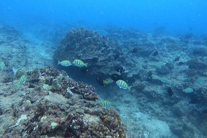Guided Snorkel Tour for Beginners in Honolulu - The Reef Water Part: What You’ll Actually See