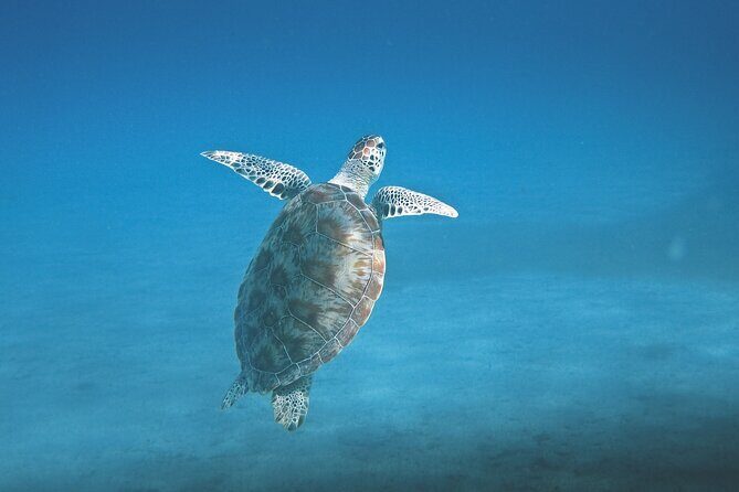 Hanauma Bay Snorkel - Small group size and communication: why it can feel VIP… or stressful