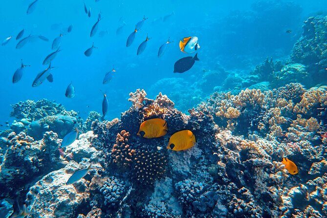 Hanauma Bay Snorkel - Who this Hanauma Bay snorkel tour fits best