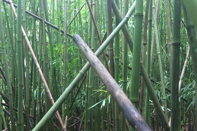 Hidden Hawaii Tours - Who This Honolulu 4-Hour Tour Fits Best