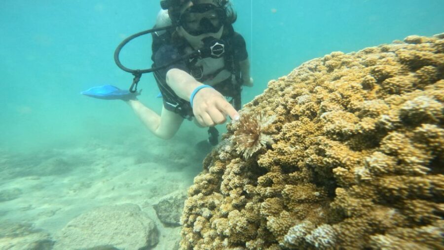 Honolulu: Beginner Scuba Diving Tour With Free Videos - Why Magic Island Lagoon is ideal for first-timers in Honolulu