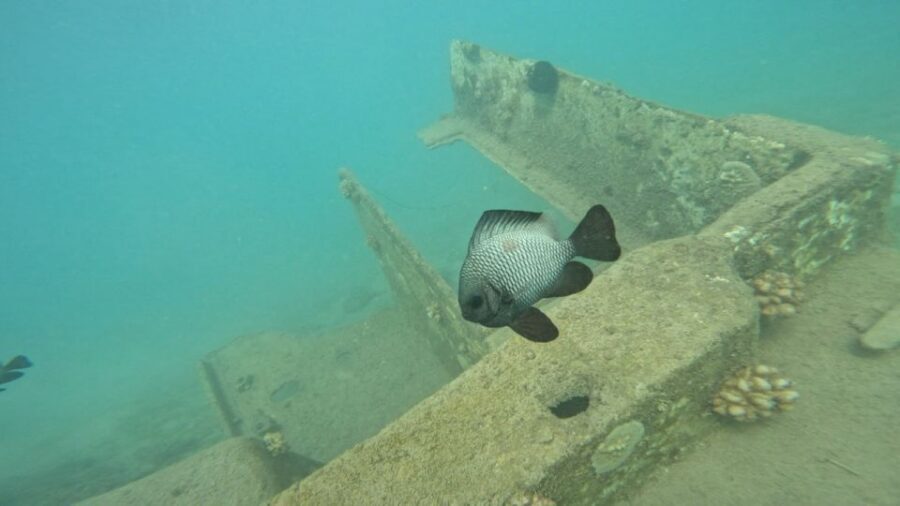 Honolulu: Beginner Scuba Diving Tour With Free Videos - What you do before you go under: briefing, gear fitting, and shallow practice