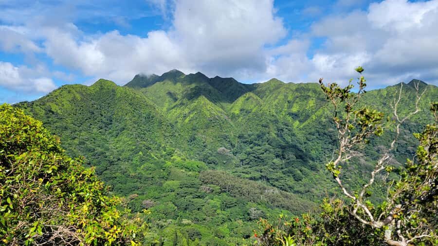 Honolulu: Hawaiian Volcanic Rainforest Hike - Key highlights you’ll care about