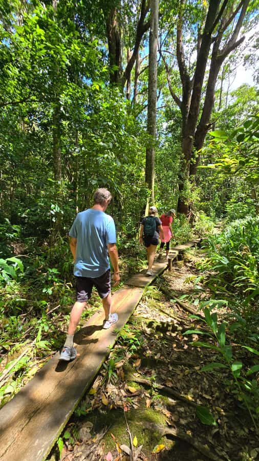 Honolulu: Hawaiian Volcanic Rainforest Hike - Climbing Through Ko‘olau Rainforest Slopes in About 3 Hours