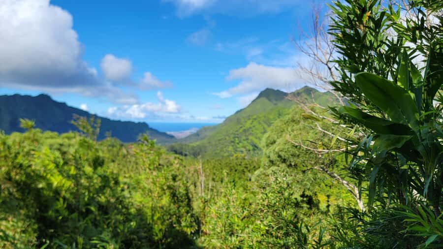 Honolulu: Hawaiian Volcanic Rainforest Hike - Native Forest, Rare Plants, and Why This Preserve Feels Different