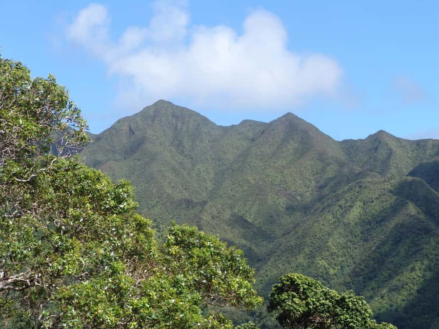 Honolulu: Hawaiian Volcanic Rainforest Hike - What You’ll Do During the Hike (Without the Guesswork)