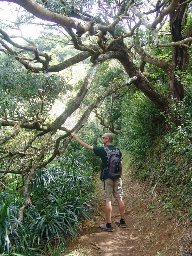 Honolulu: Hawaiian Volcanic Rainforest Hike - Transportation and Included Gear: Makes the Day Easier