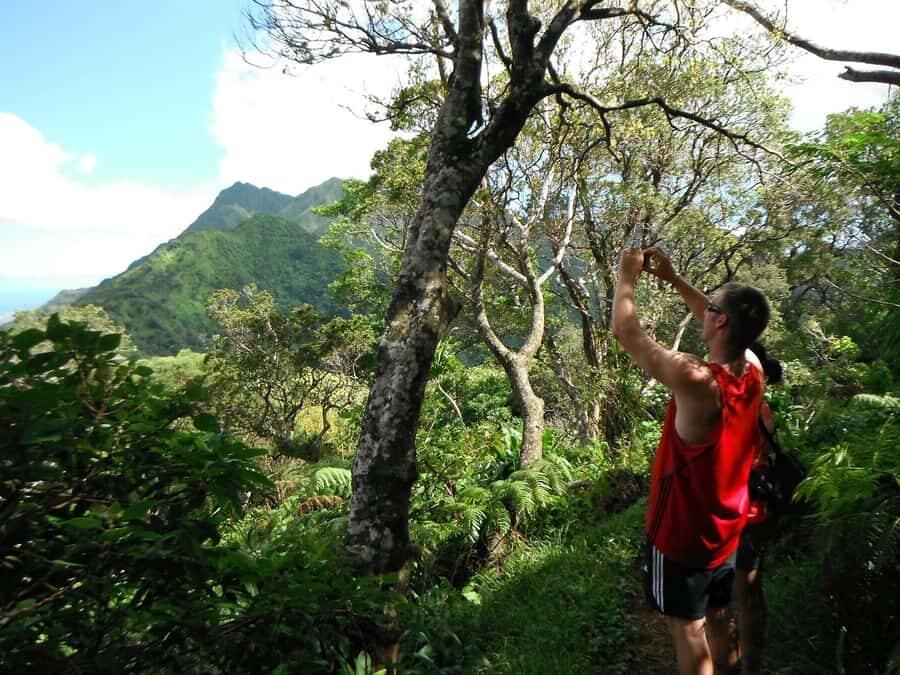 Honolulu: Hawaiian Volcanic Rainforest Hike - Who This Hike Is For (and Who Should Sit This One Out)