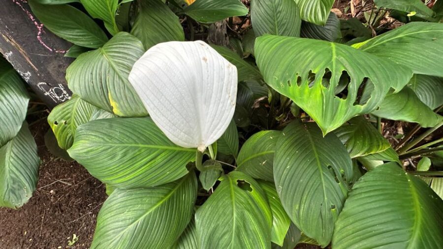 Manoa Falls eBike to Hike - A guided day stays fun: pacing, photos, and an attentive Kelly