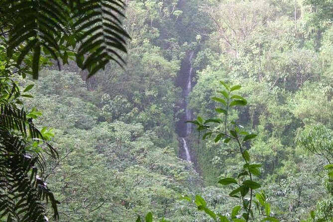 Manoa Falls Rainforest & Self-Guided Hike - Quick hits before you hike Manoa Falls