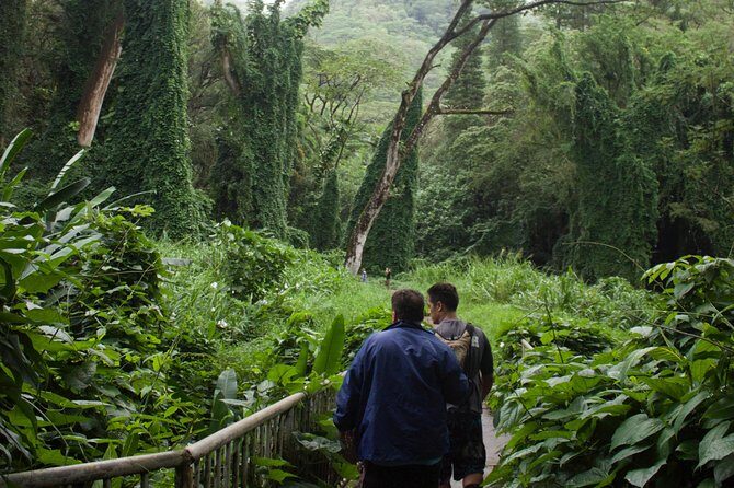 Manoa Falls Rainforest & Self-Guided Hike - What the Self-Guided Part Actually Means at Manoa Falls