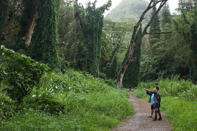 Manoa Falls Rainforest & Self-Guided Hike - Trailhead Setup: Walking Stick, Water, and Bug Spray