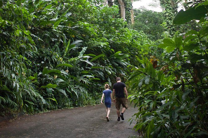 Manoa Falls Rainforest & Self-Guided Hike - Hiking to the Base: Footbridge Moments and Tropical Eucalyptus Walks