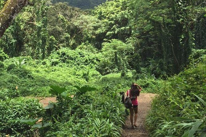 Manoa Falls Rainforest & Self-Guided Hike - The Waterfall Reality Check: Underwhelming Flow Happens