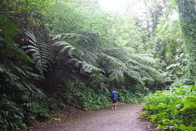 Manoa Falls Rainforest & Self-Guided Hike - Price and Logistics: Is $52.99 Worth It?
